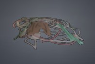 Fish Scrap