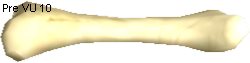 Atrax Bone