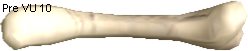 Atrox Bone
