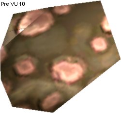 Aurli Chitin Scale