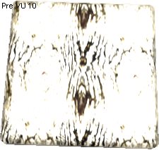 Cornundacauda Leather Texture