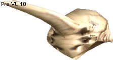 Cornundacauda Skull