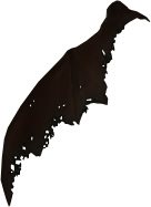 Drake Wing
