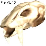 Exarosaur Skull