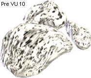 Frigulite Stone