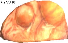 Letomie Fossil Eyelense