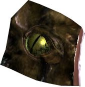 Otorugi Eye