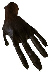 Papoo Palm
