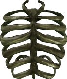 Skeleton Ribs