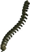 Skeleton Spine