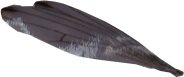 Small Bird Wing