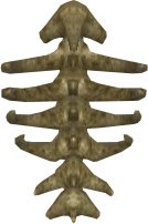 Zadul Spine